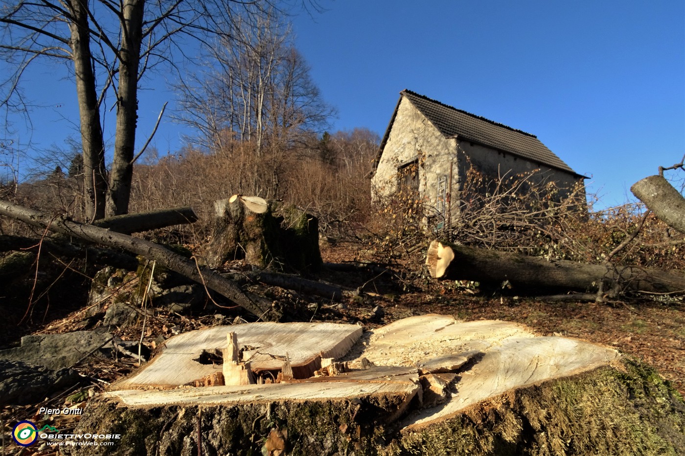 28 Taglio fresco di  alberi intorno alla baita-cascina.JPG